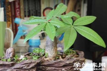發財樹盆栽