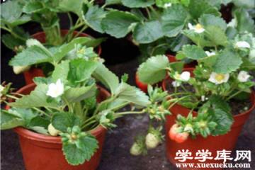 草莓