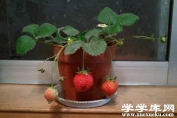 草莓
