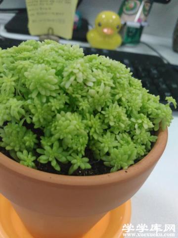 金葉佛甲草