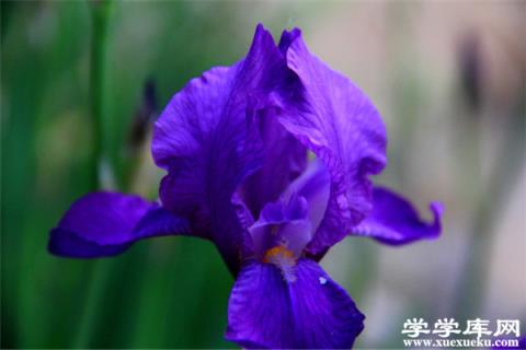 冬季臥室里養什么花比較好？這些花殺菌又除塵！