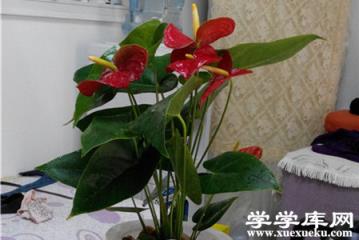 美麗的紅掌