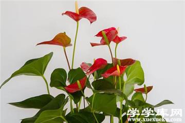 漂亮的紅掌