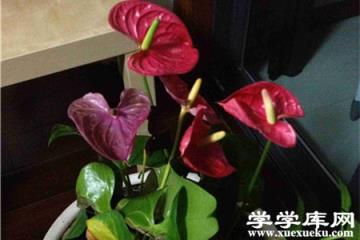 紅掌