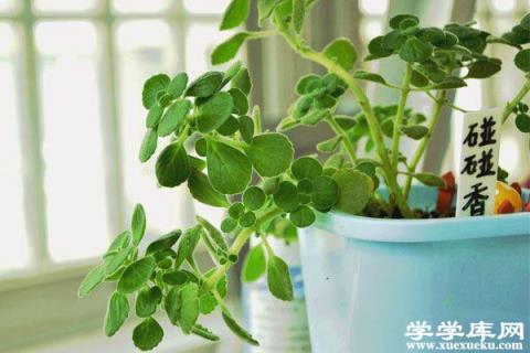 碰碰香長蚧殼蟲怎么辦 常見蟲害的防治清除方法