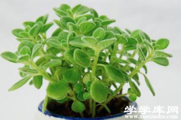 碰碰香整枝法