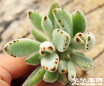 月兔耳掉葉
