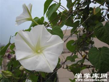 月光花的花期