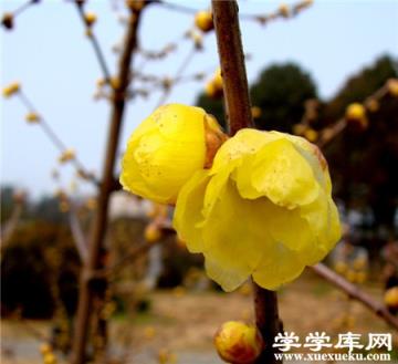 臘梅有毒嗎