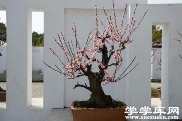 盆栽梅花