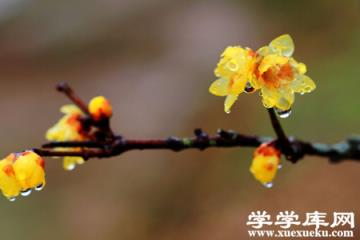臘梅花