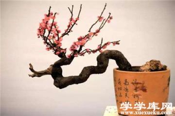 盆栽梅花