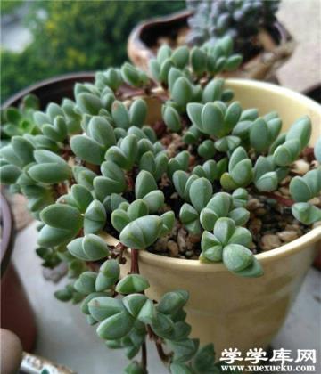 碧玉蓮
