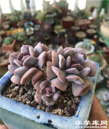 盆栽碧玉蓮