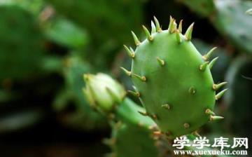 美麗的仙人掌