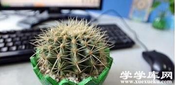 漂亮的仙人掌