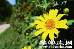 腫柄菊