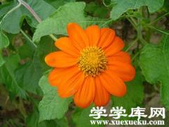 腫柄菊花朵