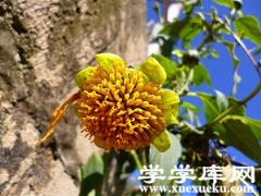 可愛的腫柄菊