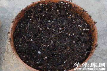 百香果