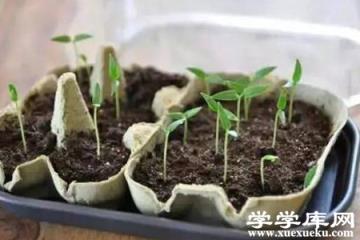 百香果