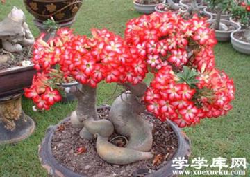 沙漠玫瑰