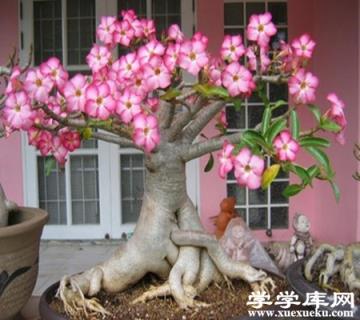 沙漠玫瑰植株