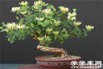 金銀花