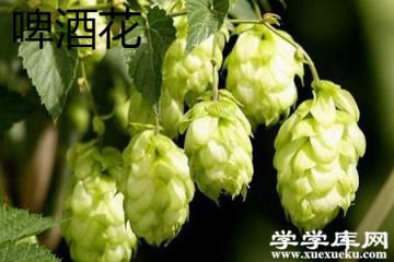 啤酒花