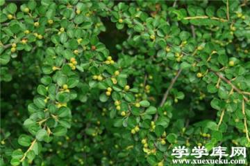 郁李