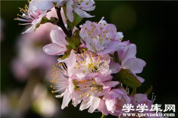 郁李