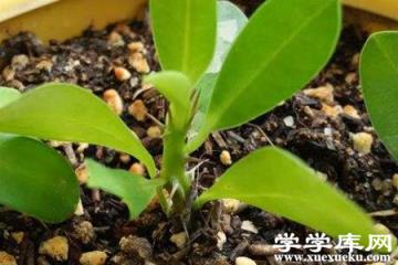 豬籠草
