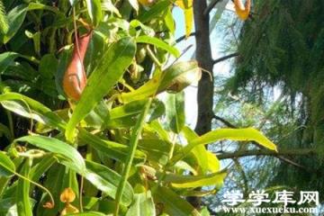 豬籠草