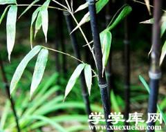 紫竹葉片