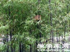 紫竹林