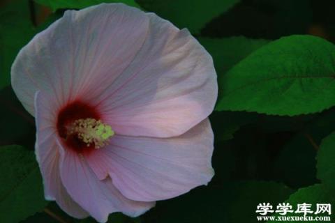 芙蓉葵播種有妙招，簡單好活，一起來試試！