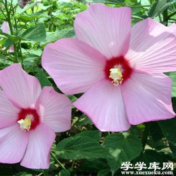 芙蓉葵花朵