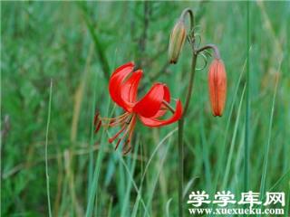 山丹丹的觀賞價值 山丹丹的觀賞價值