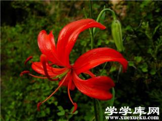 山丹丹花的食用價值 山丹丹花的食用價值