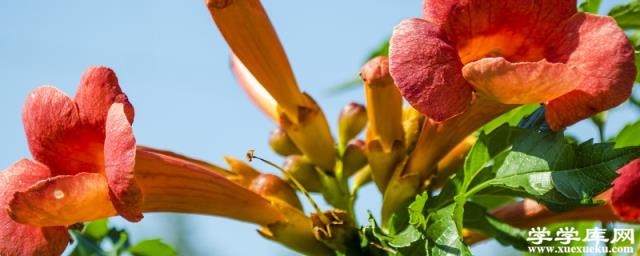 陽臺如何養凌霄花，需要注意什么