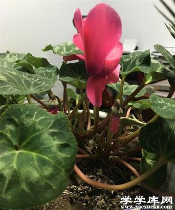 仙客來葉子卷曲發黃 仙客來葉子卷曲發黃