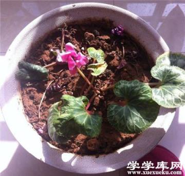 仙客來葉面干枯發黃 仙客來葉面干枯發黃