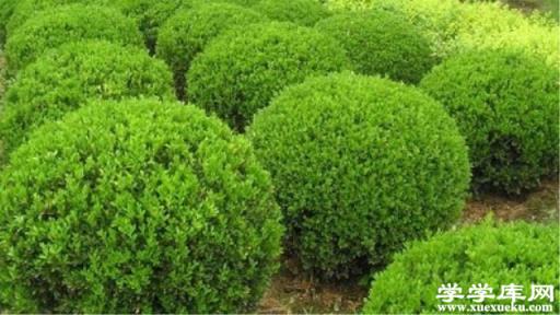 黃楊球和海桐球的區別