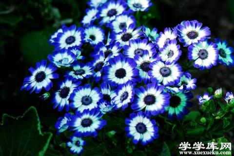 如何使瓜葉菊花大色艷