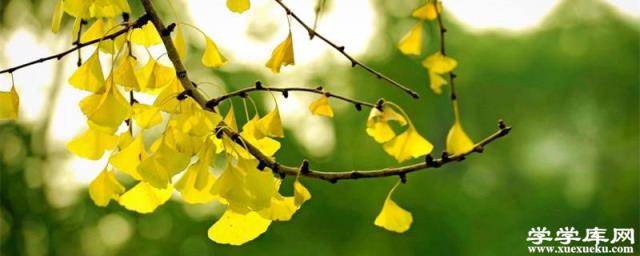 銀杏的花語，送人銀杏葉的寓意