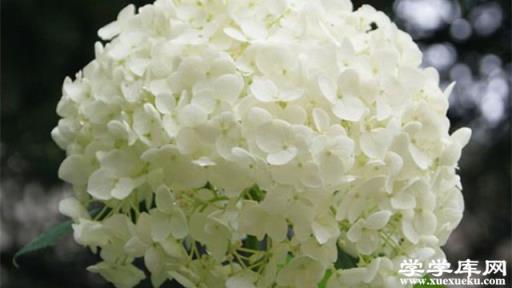 繡球花的栽培管理技術