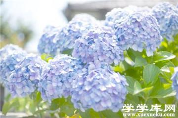 繡球花換土修剪 繡球花換土修剪