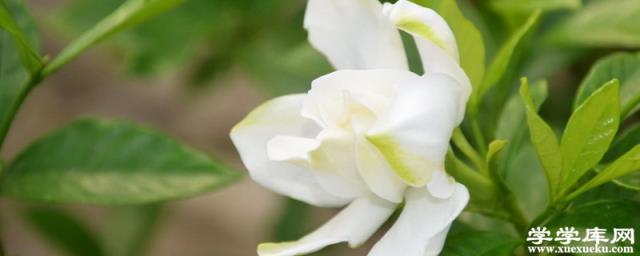 梔子花花朵變黃怎么辦