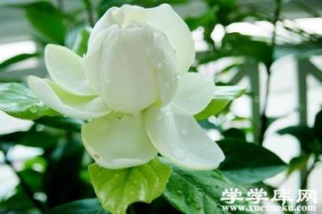 美麗的梔子花 美麗的梔子花