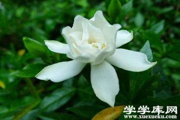 漂亮的梔子花 漂亮的梔子花